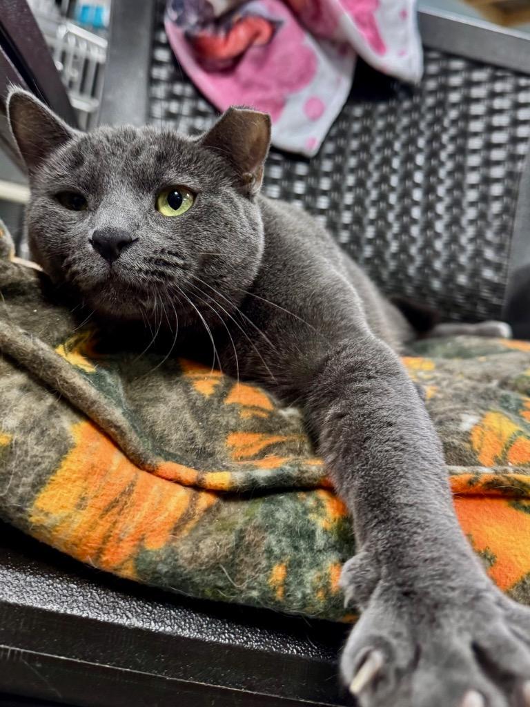 Enlarge Velcro, a Adoptable Russian Blue in New Manchester, WV image 5/6
