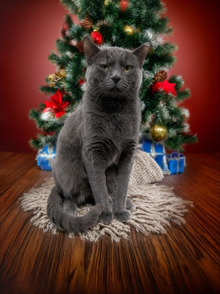 Enlarge Velcro, a Adoptable mixed breed in New Manchester, WV image 3/3