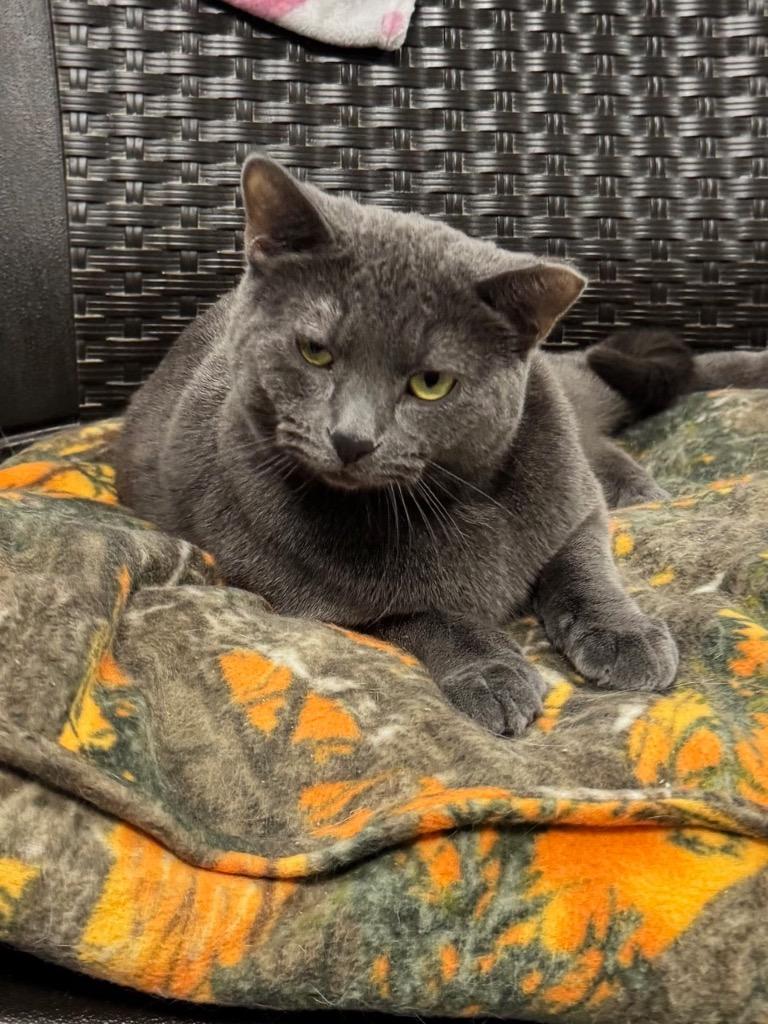 Enlarge Velcro, a Adoptable Russian Blue in New Manchester, WV image 6/6