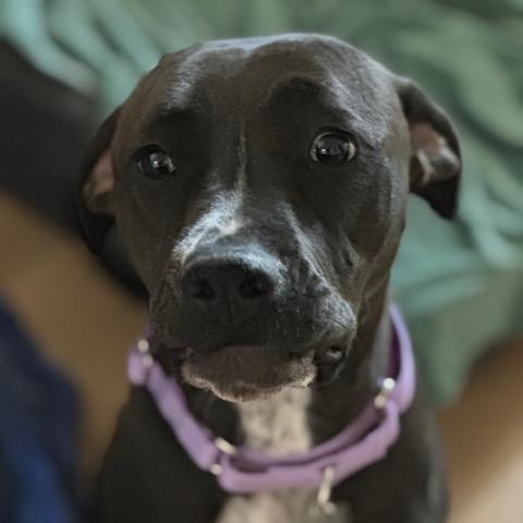 Enlarge Nala, a ADOPTABLE mixed breed in Lyndhurst, NJ image 5/6