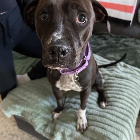 Enlarge Nala, a ADOPTABLE mixed breed in Lyndhurst, NJ image 3/6