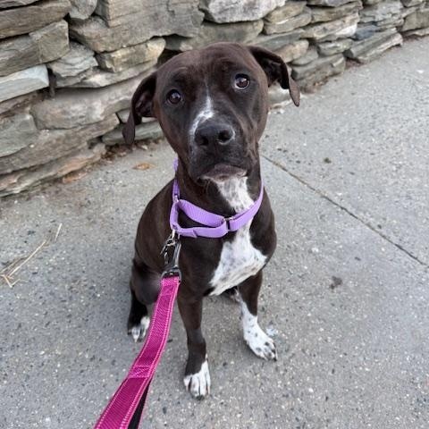 Enlarge Nala, a ADOPTABLE mixed breed in Lyndhurst, NJ image 2/6