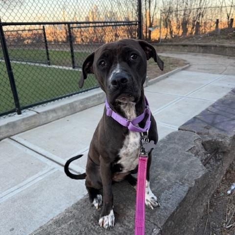 Enlarge Nala, a ADOPTABLE mixed breed in Lyndhurst, NJ image 4/6