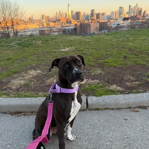 Nala, ADOPTABLE, Young Female German Shorthaired Pointer & American Staffordshire Terrier.