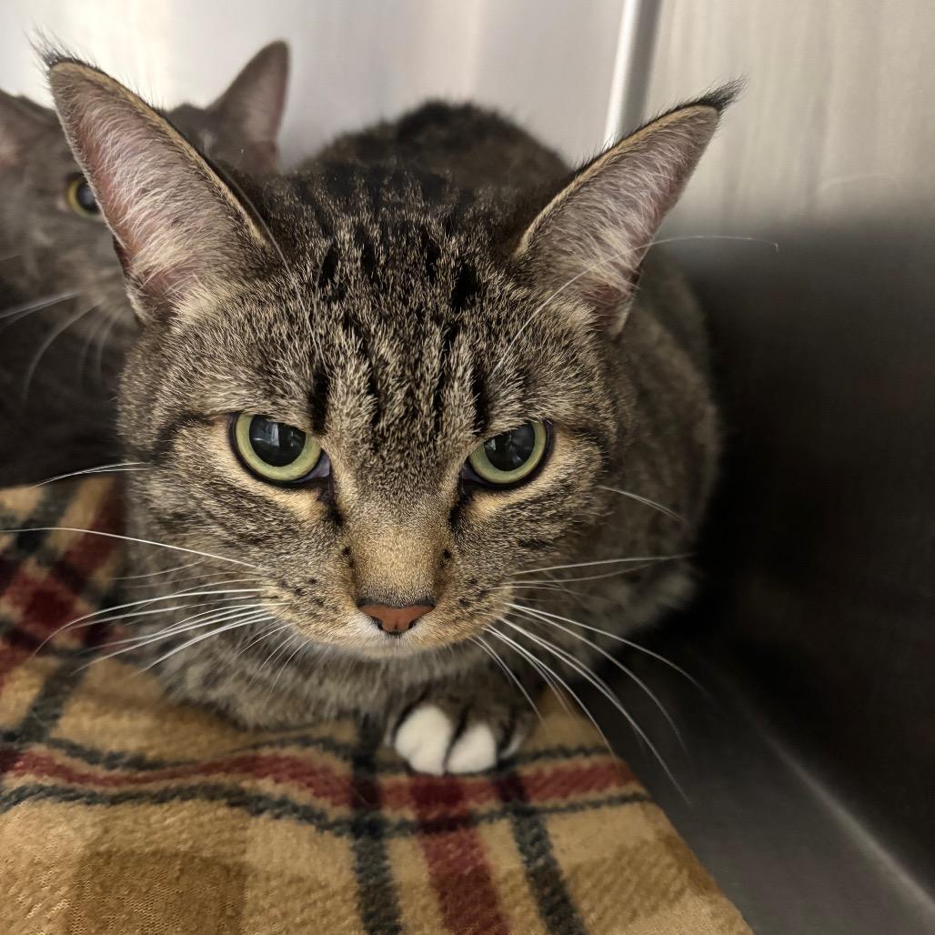 Lily Bean, Adoptable, Adult Female Domestic Short Hair.