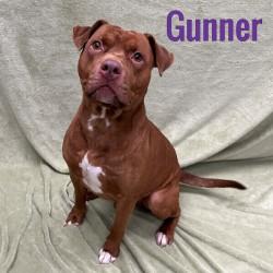 Gunner, ADOPTABLE, Adult Male American Bulldog.