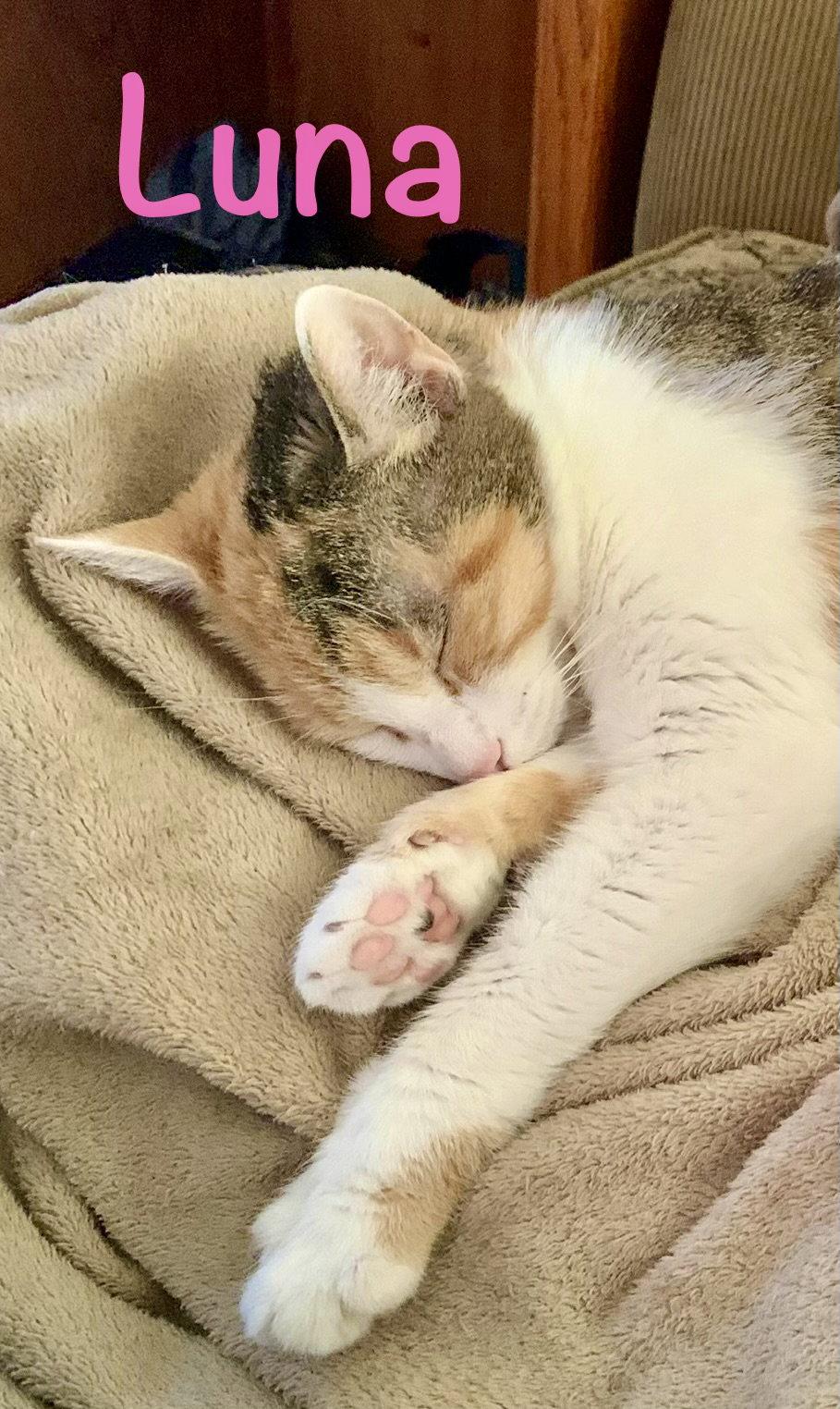 Enlarge Luna, a Adoptable Domestic Short Hair in Reston, VA image 1/3