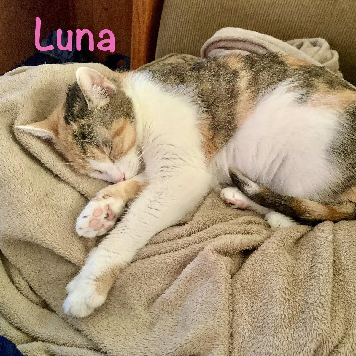 Luna, Adoptable, Young Female Domestic Short Hair.