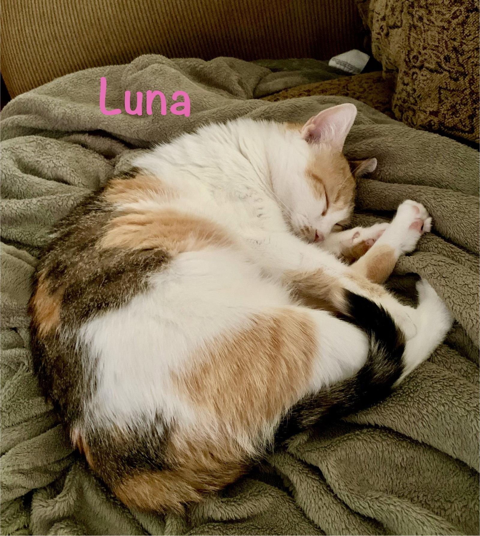 Enlarge Luna, a Adoptable Domestic Short Hair in Reston, VA image 3/3