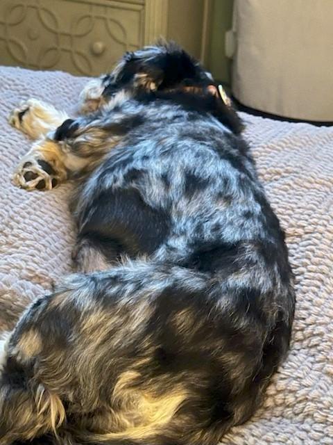 Enlarge Chula, a Adopted mixed breed in Fanwood, NJ image 5/6