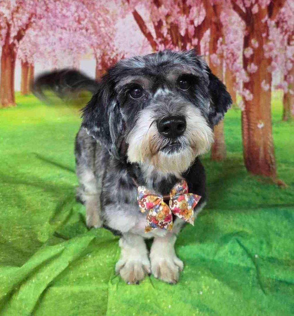 Enlarge Chula, a Adopted mixed breed in Fanwood, NJ image 4/6