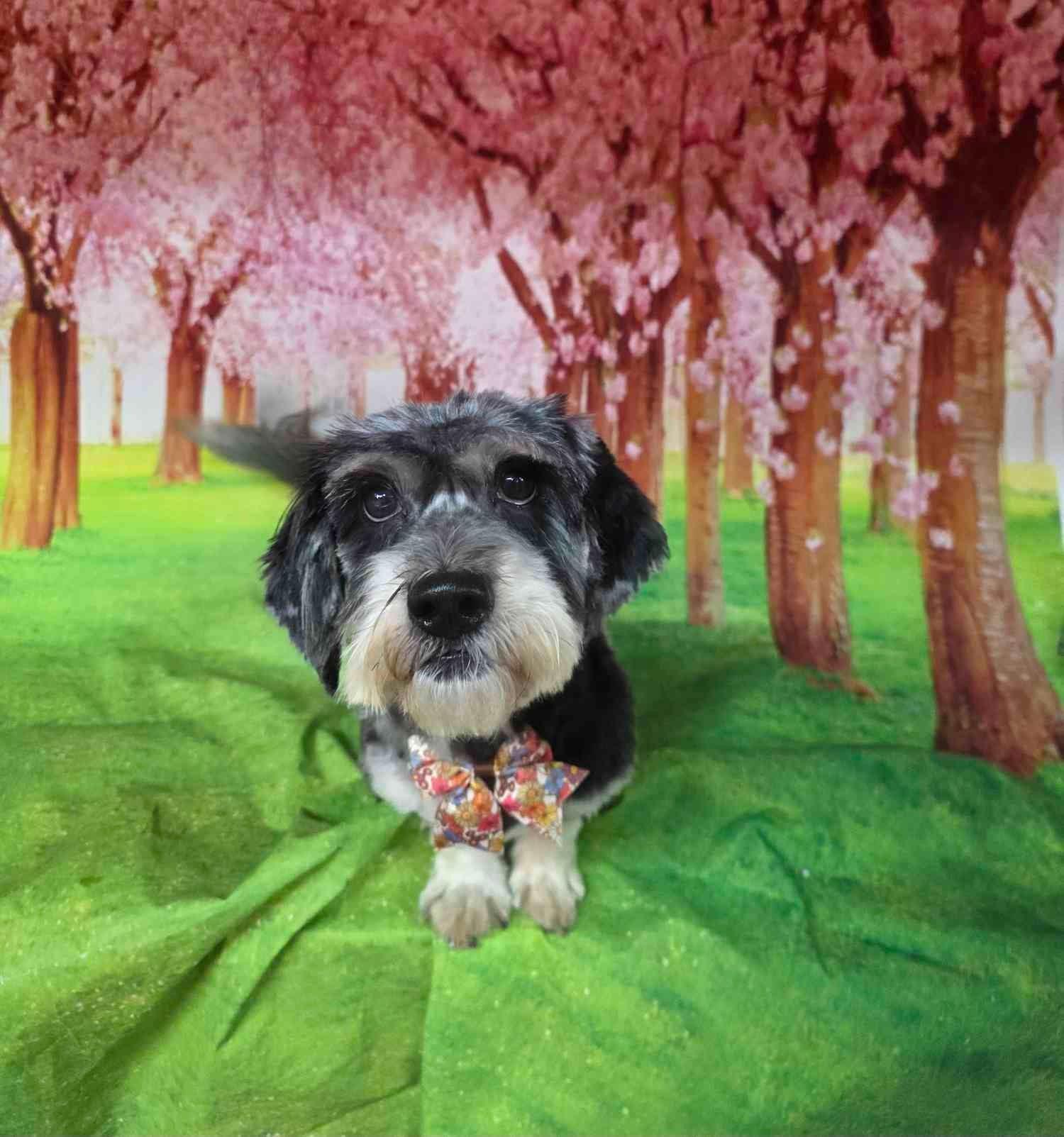 Enlarge Chula, a Adopted mixed breed in Fanwood, NJ image 2/6