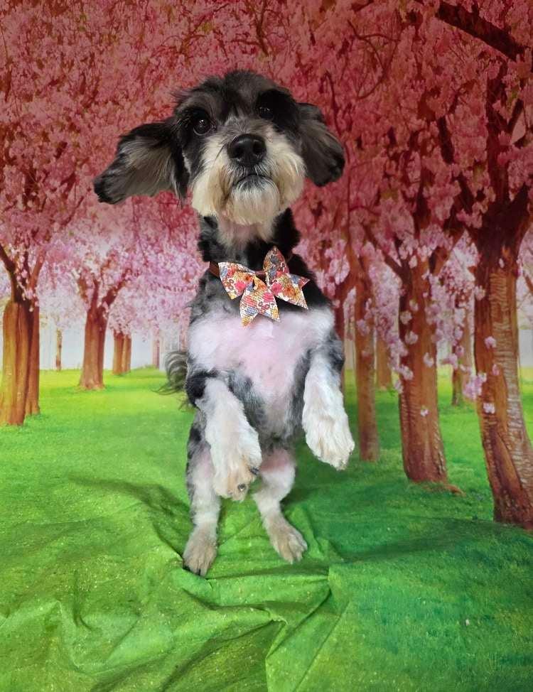 Chula, Adopted, Adult Female Miniature Schnauzer & Poodle.