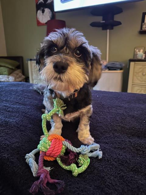 Enlarge Chula, a Adopted mixed breed in Fanwood, NJ image 6/6