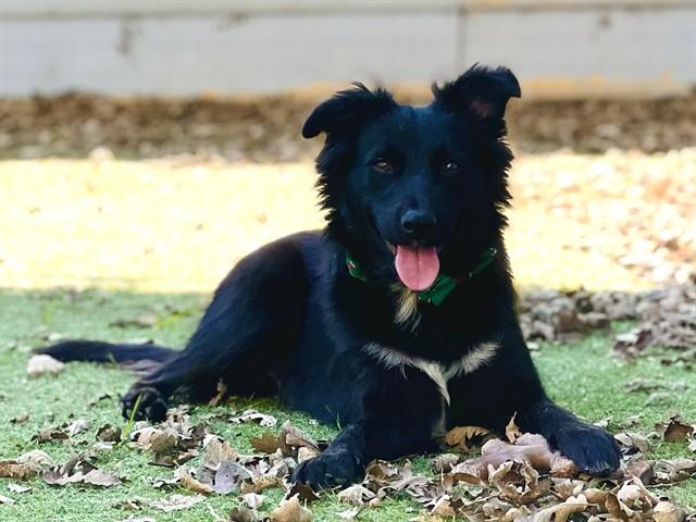 COLT, Adoptable, Young Male Border Collie & Portuguese Water Dog.