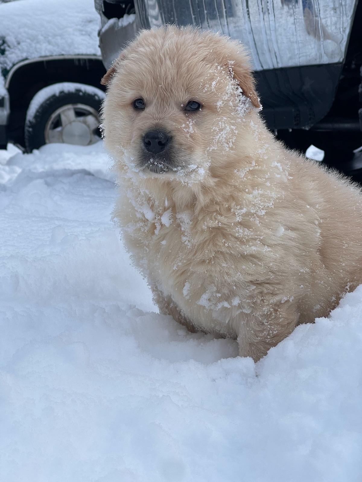 Enlarge Aslan, a Adopted mixed breed in Wasilla, AK image 1/1