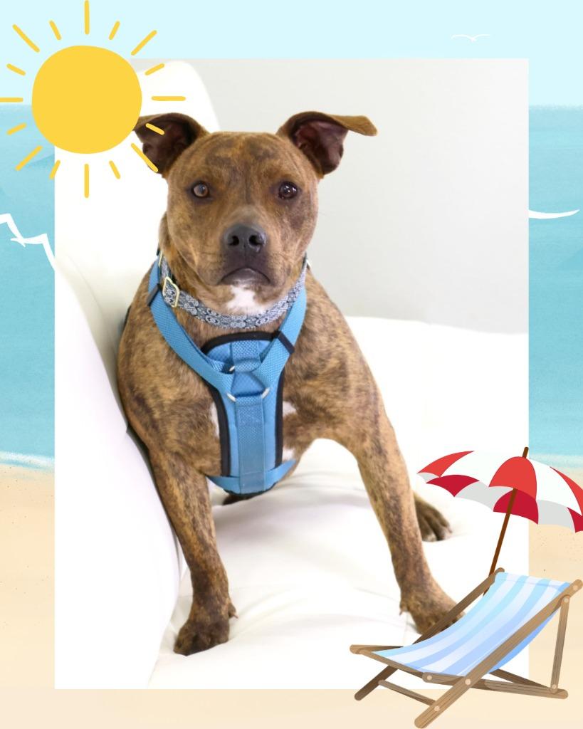 Prince - Summer Lovin' Promo, a Adoptable Pit Bull Terrier in Savage, MN image 1/6