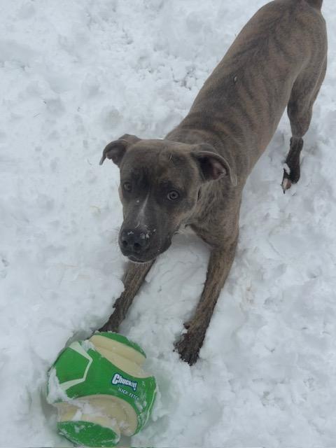 Enlarge Macey, an adoptable mixed breed in Mississauga, ON image 2/4