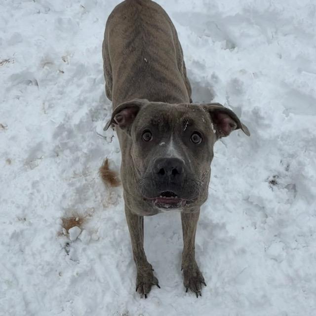 Enlarge Macey, an adoptable mixed breed in Mississauga, ON image 3/4