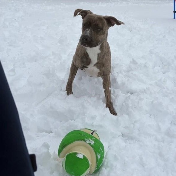 Enlarge Macey, an adoptable mixed breed in Mississauga, ON image 4/6