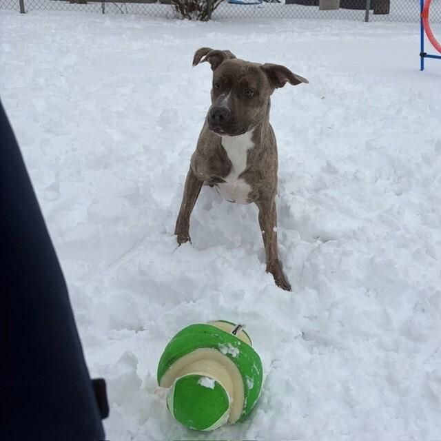 Enlarge Macey, an adoptable mixed breed in Mississauga, ON image 4/4