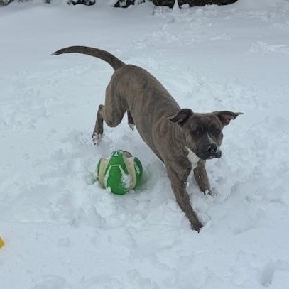 Enlarge Macey, an adoptable mixed breed in Mississauga, ON image 6/6