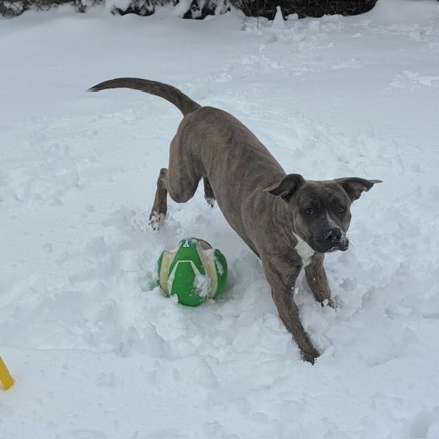 Macey, adoptable, Adult Female American Bully.