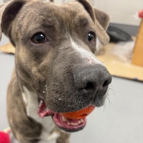 Enlarge Macey, an adoptable mixed breed in Mississauga, ON image 5/6