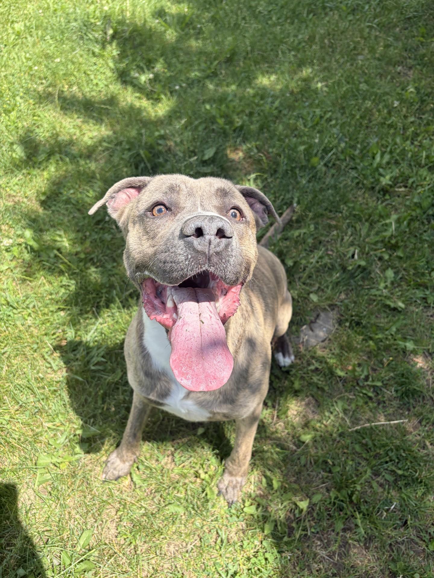 Enlarge Macey, an adoptable mixed breed in Mississauga, ON image 2/6