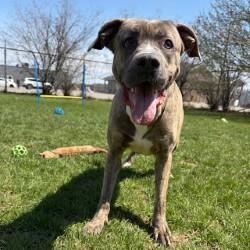 Enlarge Macey, an adoptable mixed breed in Mississauga, ON image 1/6