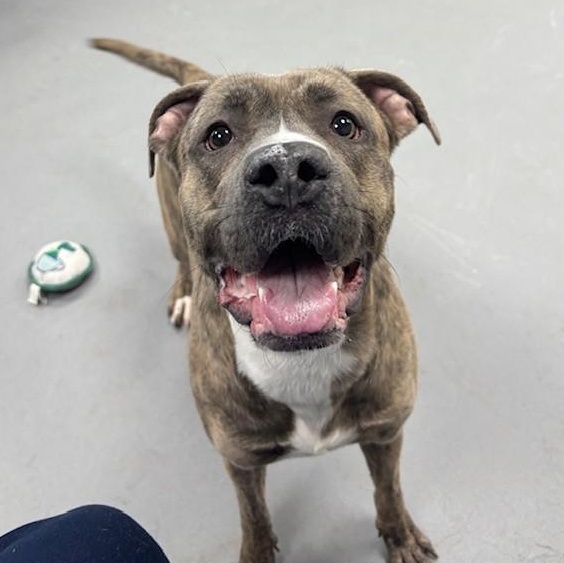Enlarge Macey, an adoptable mixed breed in Mississauga, ON image 2/6