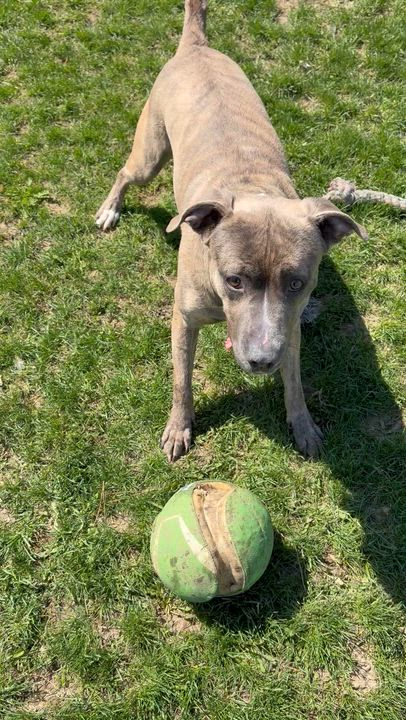 Enlarge Macey, an adoptable mixed breed in Mississauga, ON video 3/6