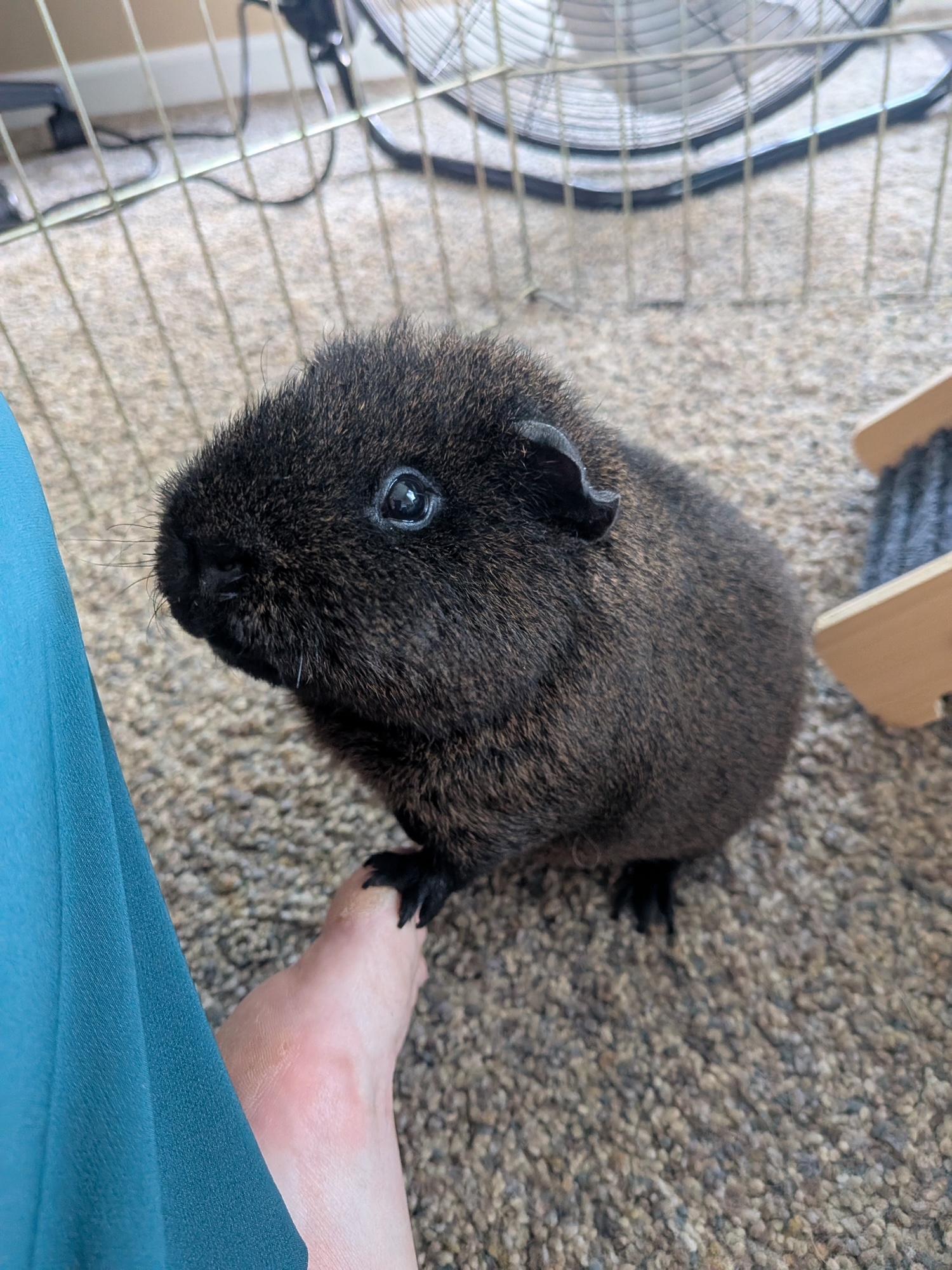 Enlarge Jinro, a Adoptable Rex in Wellington, CO image 1/4