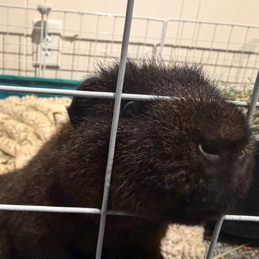 Enlarge Jinro, a Adoptable mixed breed in Wellington, CO image 2/3