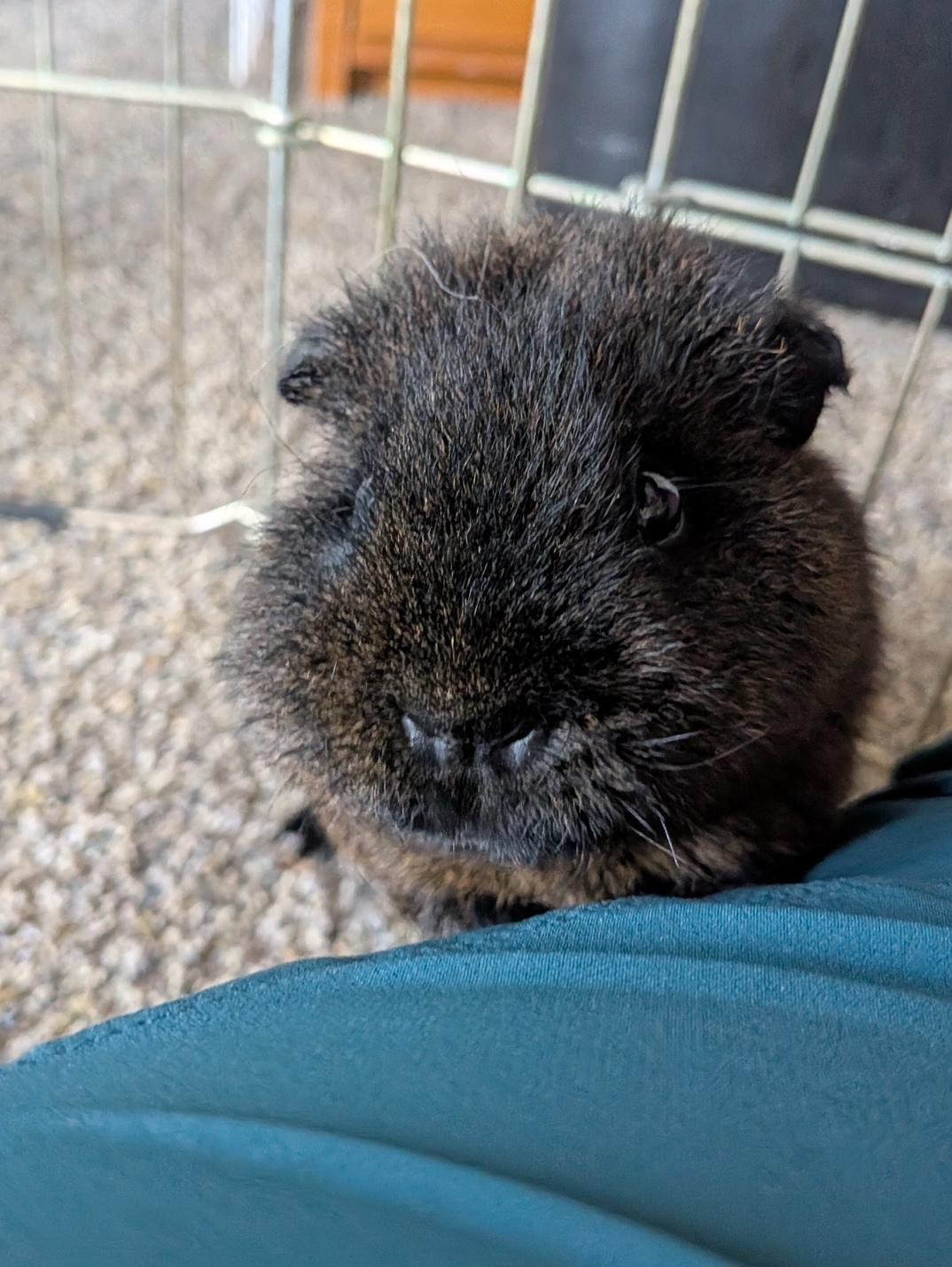 Enlarge Jinro, a Adoptable Rex in Wellington, CO image 4/4