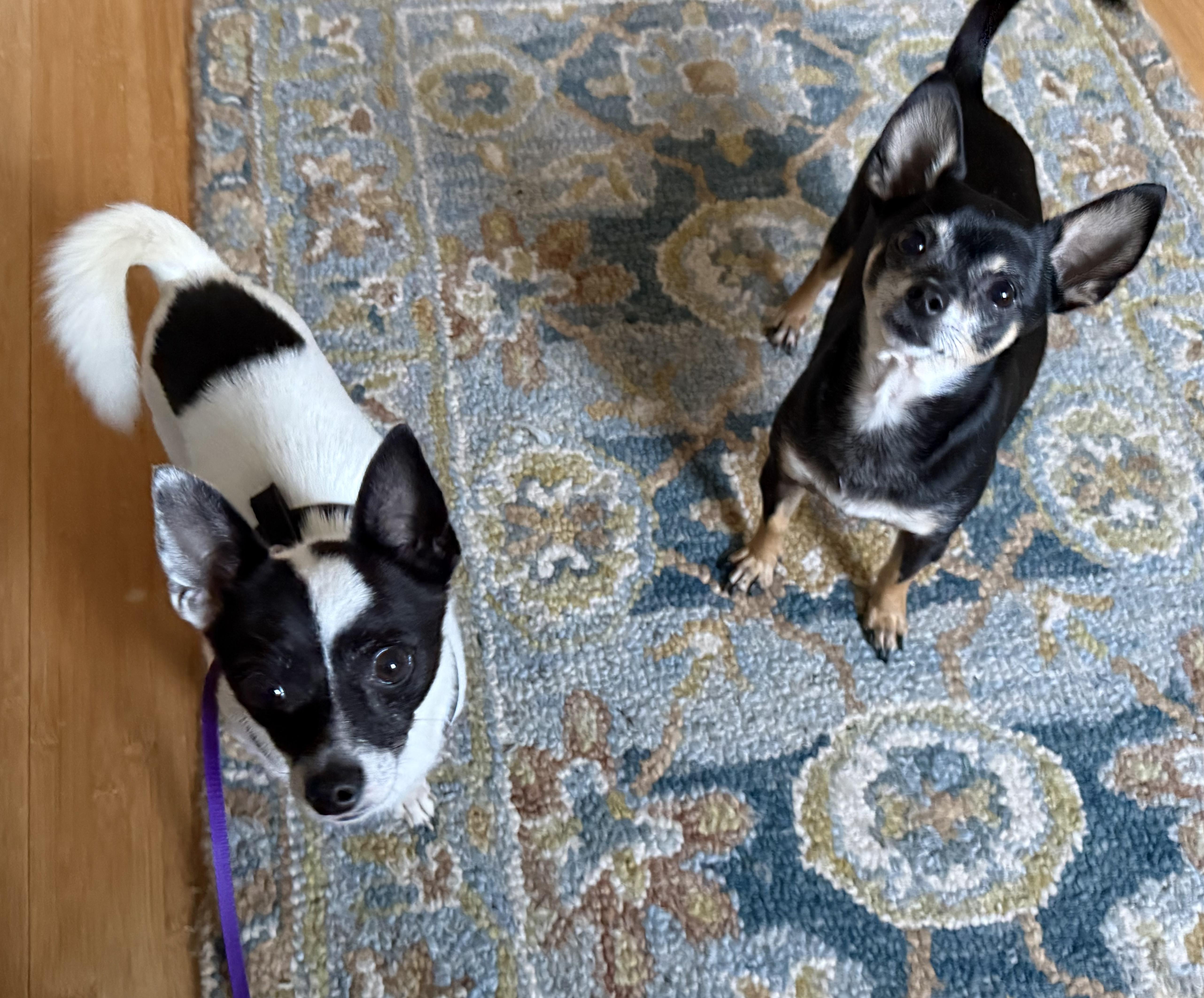 Enlarge Ricotta, a Adoptable mixed breed in Kinnelon, NJ image 6/6