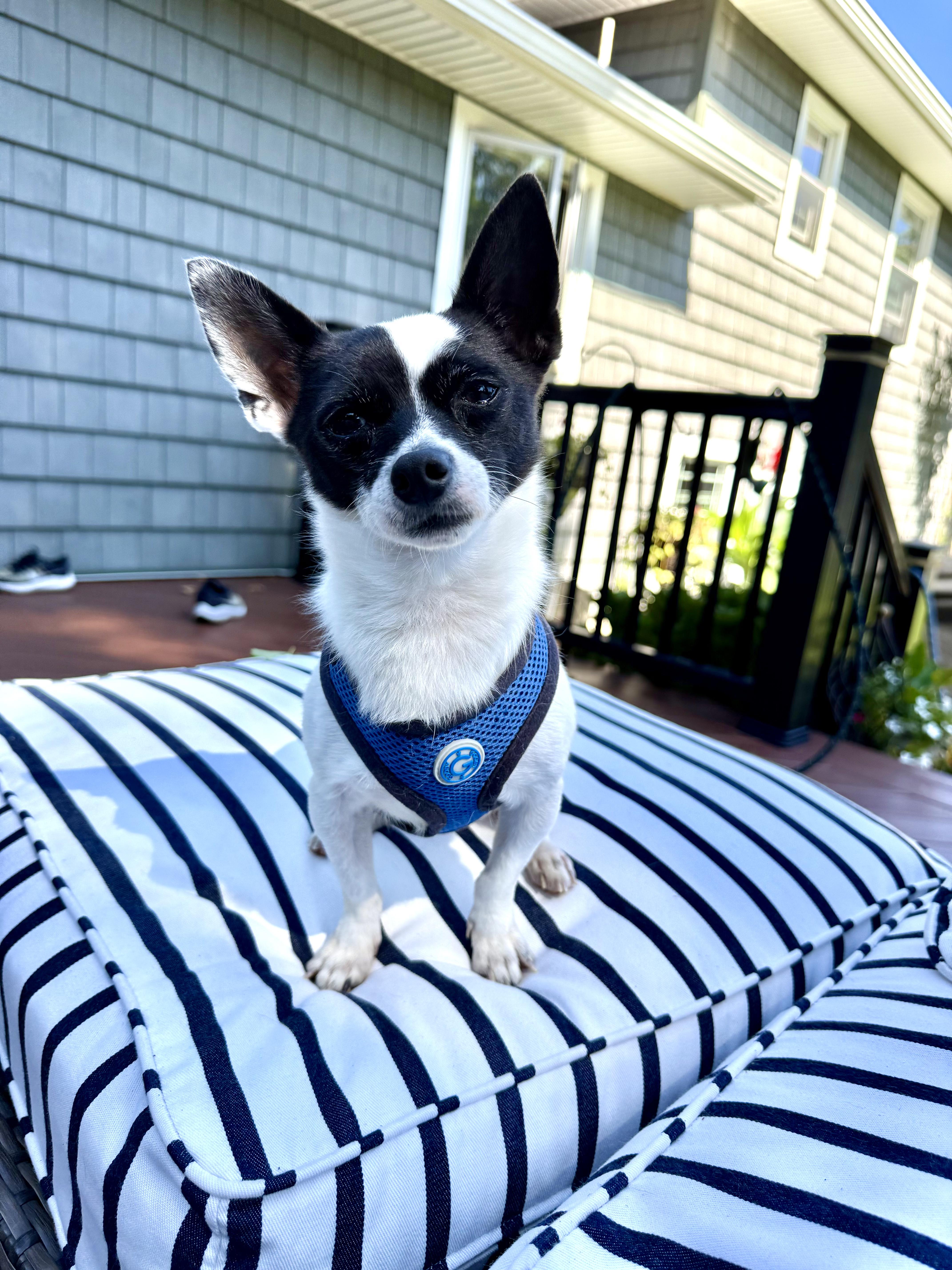 Enlarge Ricotta, a Adoptable mixed breed in Kinnelon, NJ image 5/6