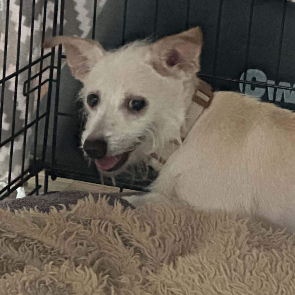 Rickie, a Adoptable mixed breed in Bulverde, TX image 2/4