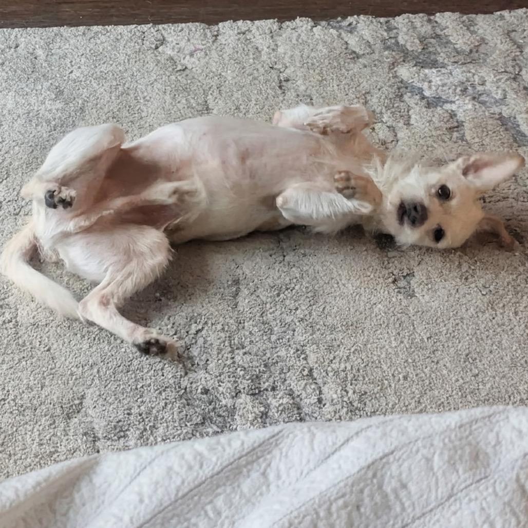 Rickie, a Adoptable mixed breed in Bulverde, TX image 3/4