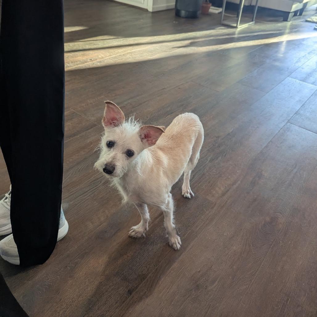 Rickie, a Adoptable mixed breed in Bulverde, TX image 4/4