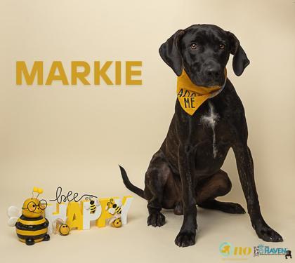 Markie, a Adoptable mixed breed in Fairhope, AL image 1/2
