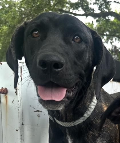 Markie, a Adoptable mixed breed in Fairhope, AL image 2/2