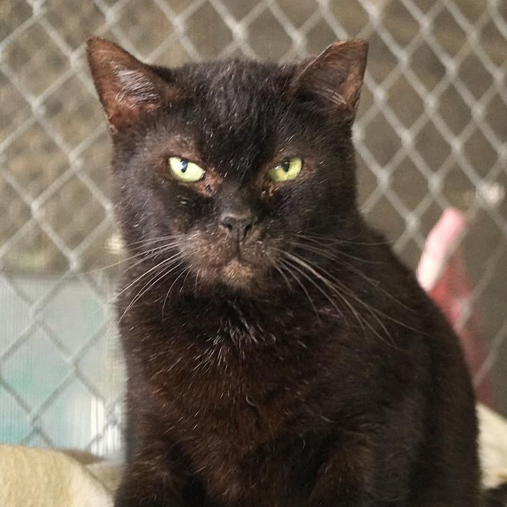 Snoop, Adoptable, Senior Male Domestic Short Hair.