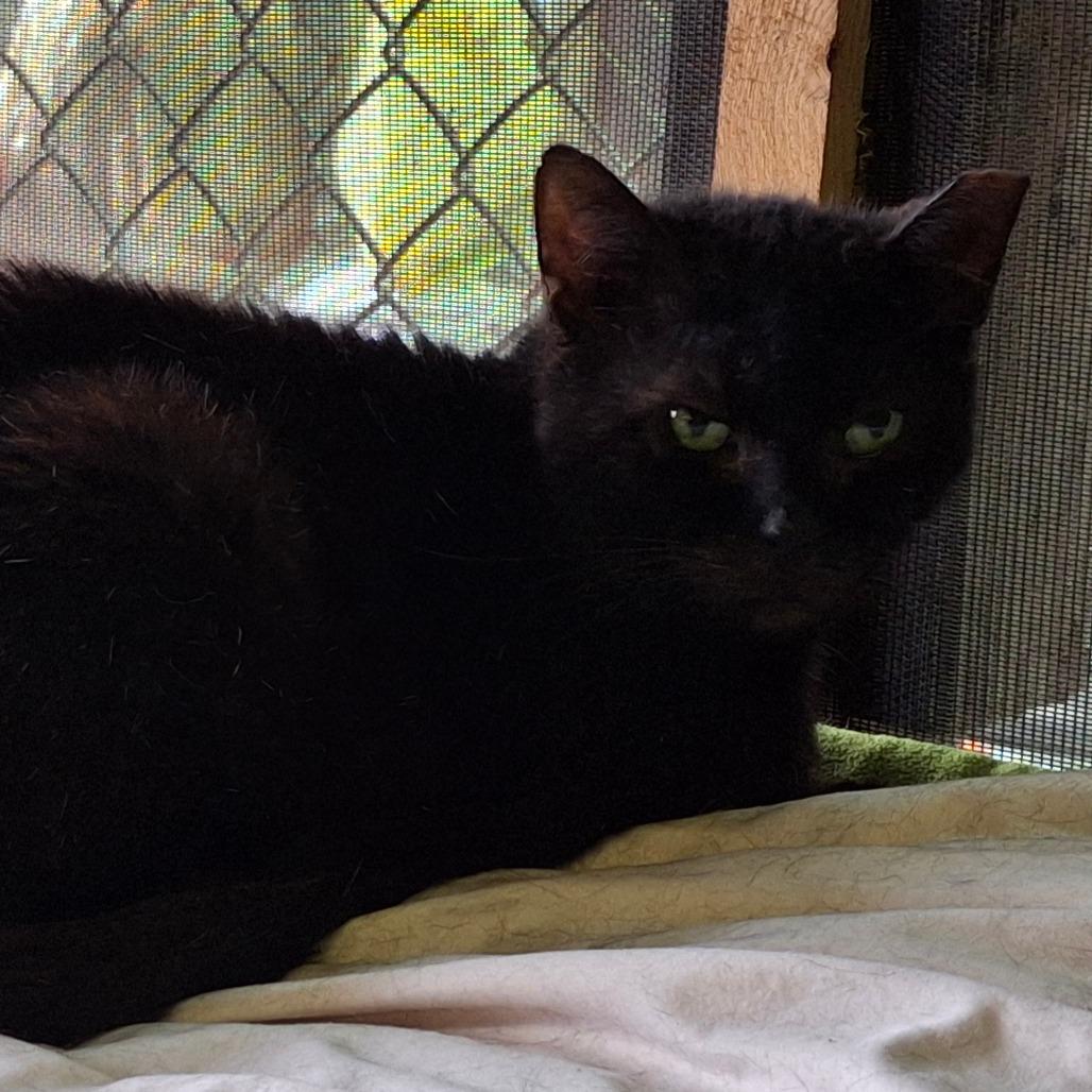 Enlarge Snoop, a Adoptable Domestic Short Hair in Titusville, FL image 2/3