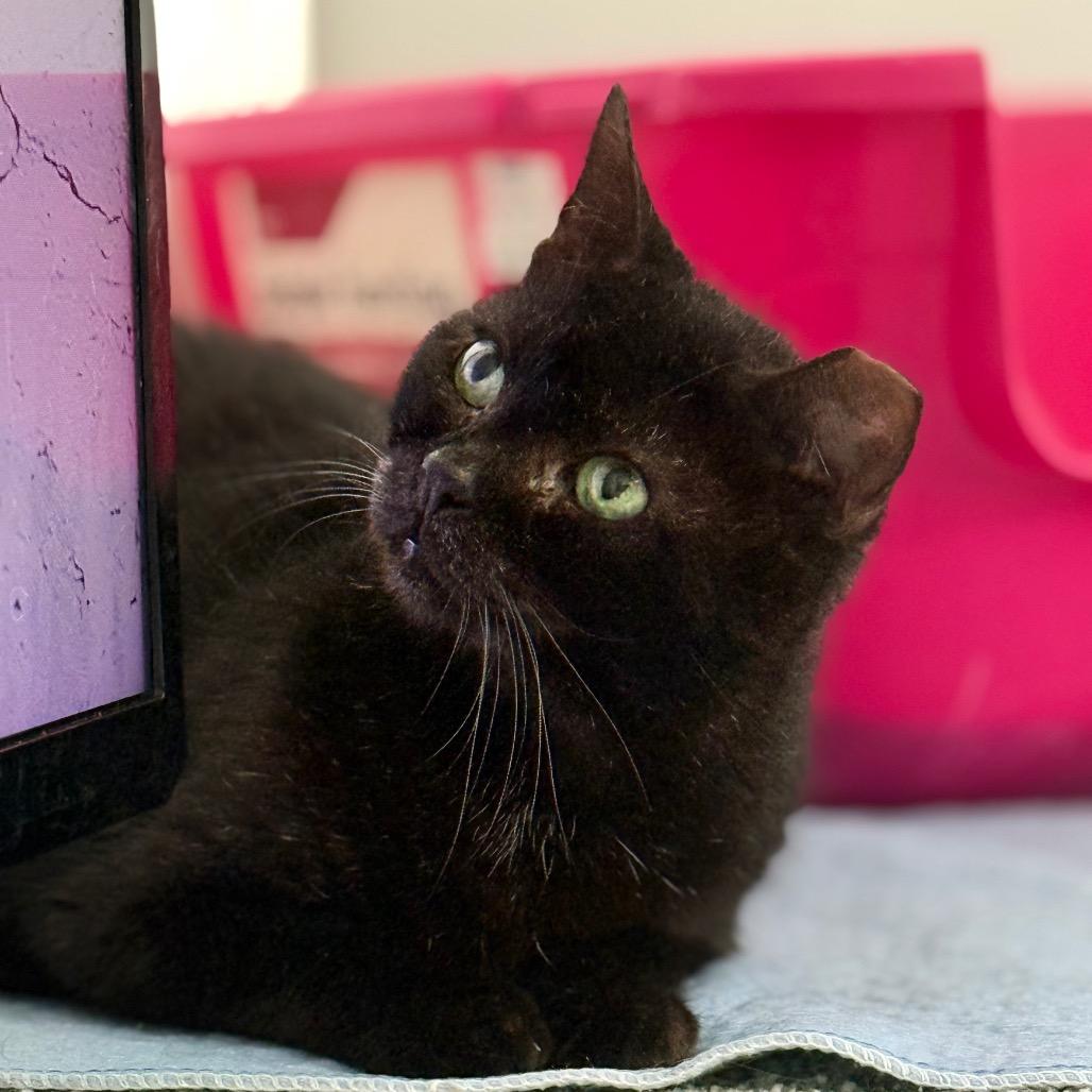 Enlarge Snoop, a Adoptable Domestic Short Hair in Titusville, FL image 3/3