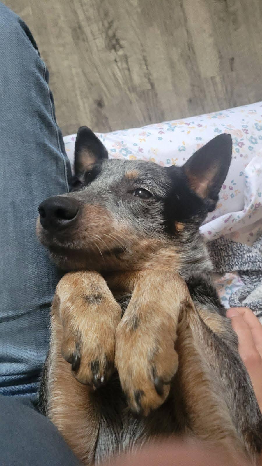 Heelix, Adoptable, Adult Male Australian Cattle Dog / Blue Heeler.