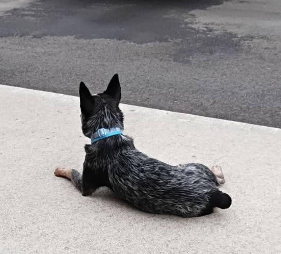 Enlarge Heelix, a Adoptable Australian Cattle Dog / Blue Heeler in Lexington, MO image 2/6
