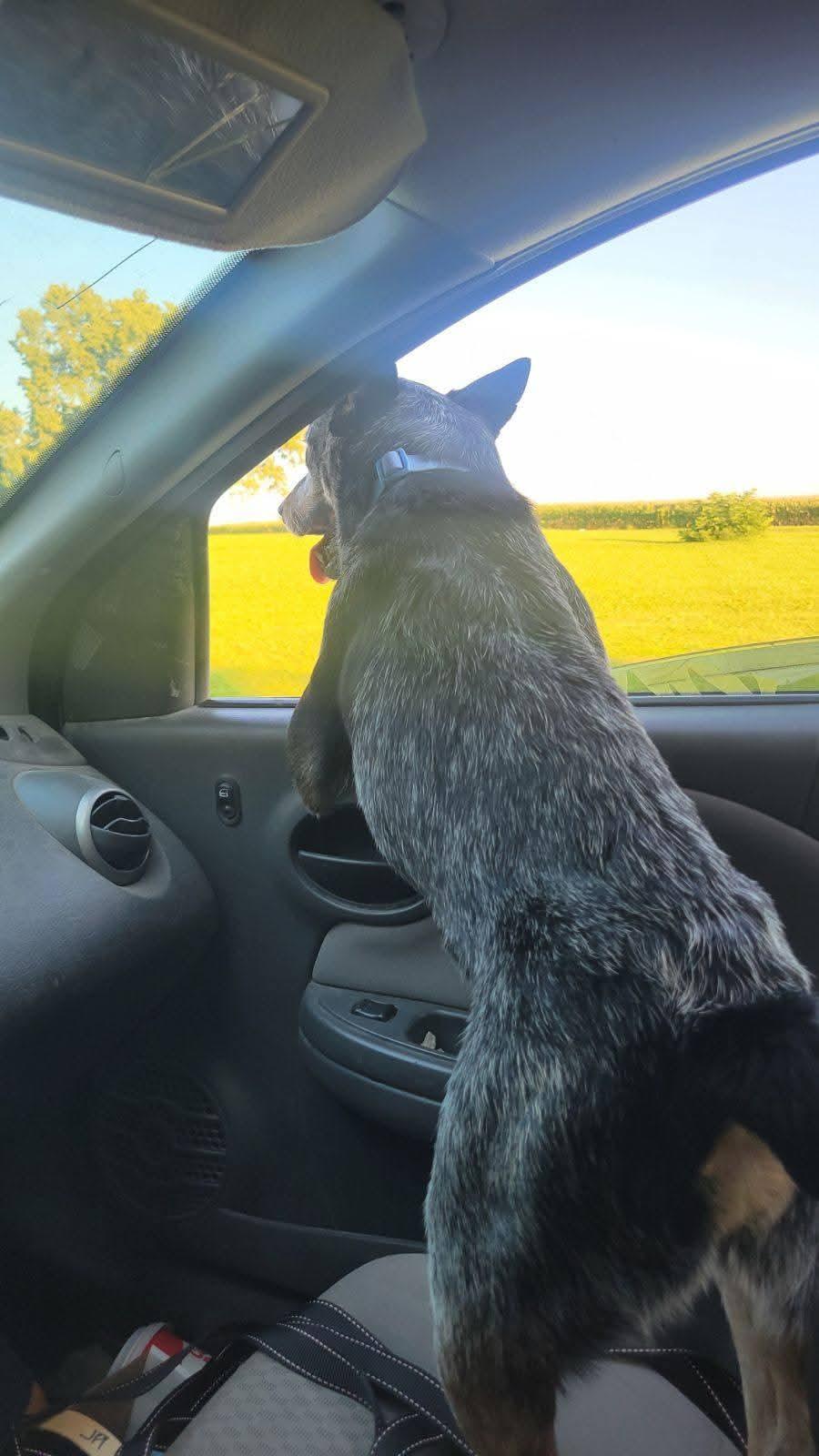 Enlarge Heelix, a Adoptable Australian Cattle Dog / Blue Heeler in Lexington, MO image 3/6