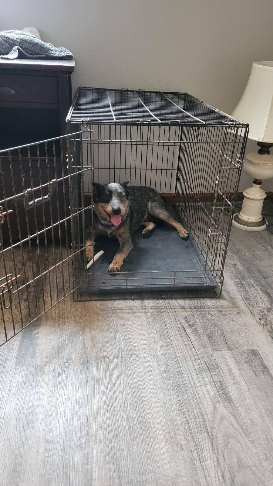 Enlarge Heelix, a Adoptable Australian Cattle Dog / Blue Heeler in Lexington, MO image 4/6