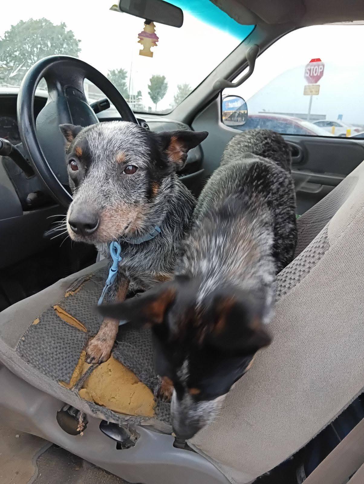 Enlarge Heelix, a Adoptable Australian Cattle Dog / Blue Heeler in Lexington, MO image 5/6